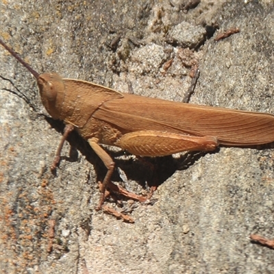 Goniaea australasiae (Gumleaf grasshopper) at Cooma, NSW - 2 Dec 2024 by mahargiani