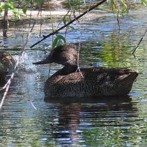 Stictonetta naevosa (Freckled Duck) at Fyshwick, ACT by RodDeb