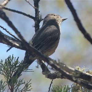 Cormobates leucophaea at Cooma, NSW by mahargiani