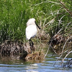 Platalea regia at Fyshwick, ACT - 2 Dec 2024 11:51 AM