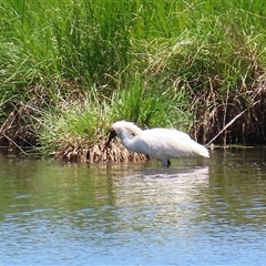 Platalea regia at Fyshwick, ACT - 2 Dec 2024 11:51 AM