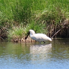 Platalea regia at Fyshwick, ACT - 2 Dec 2024 11:51 AM