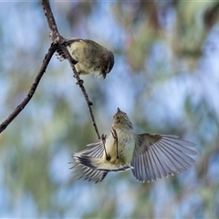 Smicrornis brevirostris (Weebill) at Higgins, ACT - 21 Oct 2024 by AlisonMilton