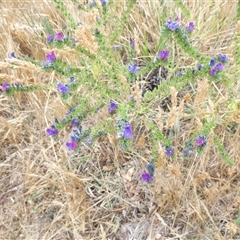 Echium plantagineum (Paterson's Curse) at Belconnen, ACT - 26 Nov 2024 by JohnGiacon