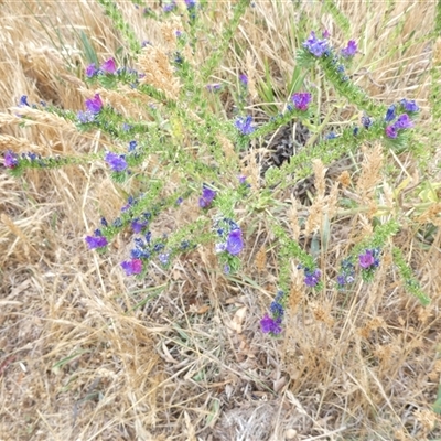 Echium plantagineum (Paterson's Curse) at Belconnen, ACT - 26 Nov 2024 by JohnGiacon