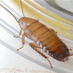 Melanozosteria sp. (genus) at Belconnen, ACT - 28 Nov 2024 by JohnGiacon