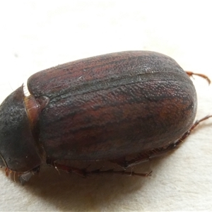 Sericesthis nigrolineata (Dusky pasture scarab) at Belconnen, ACT by JohnGiacon