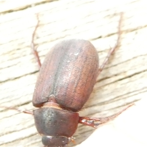 Sericesthis nigrolineata at Belconnen, ACT - 29 Nov 2024 10:17 AM