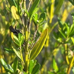 Mutusca brevicornis at Isaacs, ACT - 2 Dec 2024