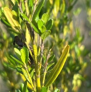 Mutusca brevicornis at Isaacs, ACT - 2 Dec 2024