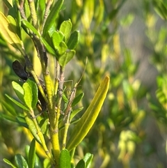 Mutusca brevicornis at Isaacs, ACT - 2 Dec 2024