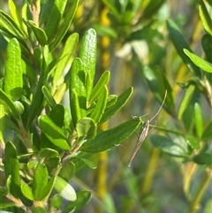 Mutusca brevicornis at Isaacs, ACT - 2 Dec 2024