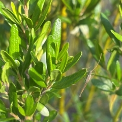 Mutusca brevicornis at Isaacs, ACT - 2 Dec 2024