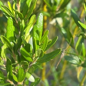 Mutusca brevicornis at Isaacs, ACT - 2 Dec 2024