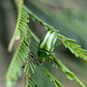 Calomela juncta at Gundary, NSW - 17 Nov 2024 02:24 PM