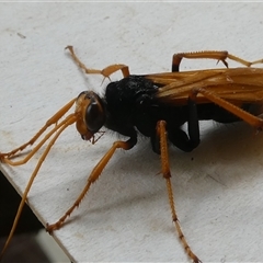 Cryptocheilus sp. (genus) (Spider wasp) at Belconnen, ACT - 29 Nov 2024 by JohnGiacon