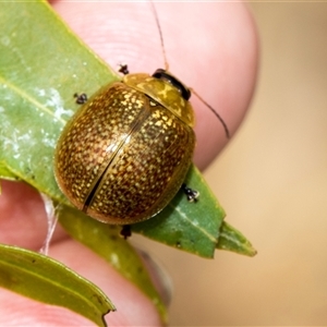 Paropsisterna cloelia at McKellar, ACT - 11 Nov 2024