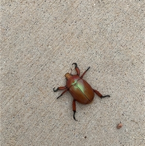 Anoplognathus sp. (genus) at Strathnairn, ACT by Chorus