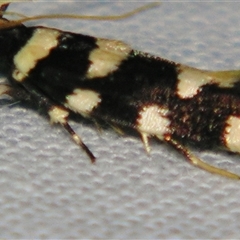 Macrobathra arrectella (A Gelechioid moth) at Sheldon, QLD - 14 Mar 2008 by PJH123