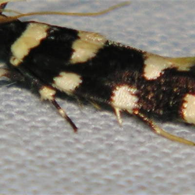 Macrobathra arrectella (A Gelechioid moth) at Sheldon, QLD - 14 Mar 2008 by PJH123