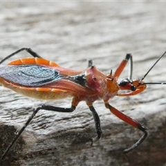 Gminatus australis (Orange assassin bug) at Belconnen, ACT - 30 Nov 2024 by JohnGiacon