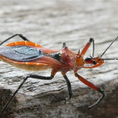 Gminatus australis (Orange assassin bug) at Belconnen, ACT - 29 Nov 2024 by JohnGiacon