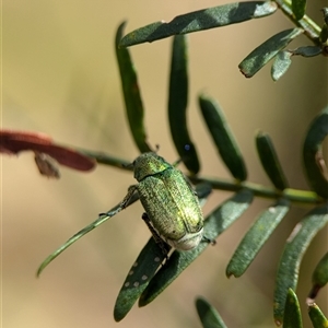 Diphucephala sp. (genus) (Green Scarab Beetle) at Bungonia, NSW by Miranda