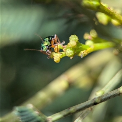 Unidentified Beetle (Coleoptera) at Bungonia, NSW - 17 Nov 2024 by Miranda