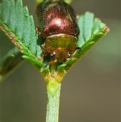 Aporocera (Aporocera) viridis at Bungonia, NSW - 16 Nov 2024 by Miranda