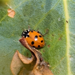 Hippodamia variegata at McKellar, ACT - 11 Nov 2024