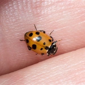 Hippodamia variegata at McKellar, ACT - 11 Nov 2024