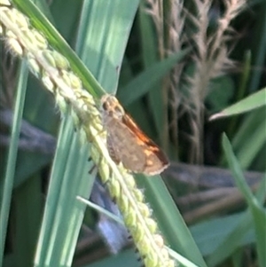 Ocybadistes walkeri (Green Grass-dart) at Isaacs, ACT by Sheridannew