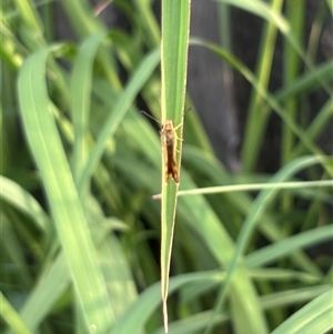 Ocybadistes walkeri at Isaacs, ACT - 2 Dec 2024