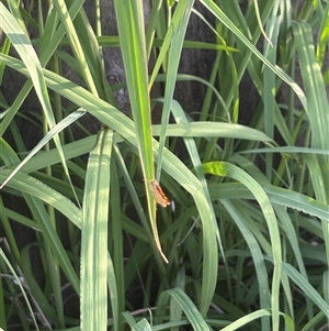 Ocybadistes walkeri at Isaacs, ACT - 2 Dec 2024