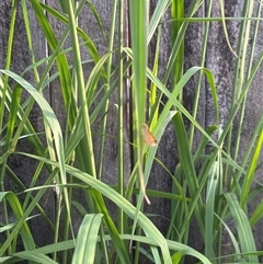 Ocybadistes walkeri at Isaacs, ACT - 2 Dec 2024