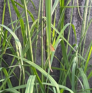 Ocybadistes walkeri at Isaacs, ACT - 2 Dec 2024