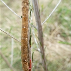 Pholodes sinistraria (Sinister or Frilled Bark Moth) at Belconnen, ACT - 1 Dec 2024 by JohnGiacon