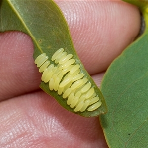 Paropsisterna cloelia at McKellar, ACT - 11 Nov 2024