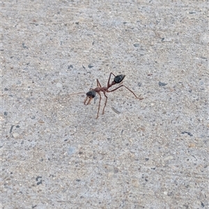 Myrmecia nigriceps at Lawson, ACT - 2 Dec 2024