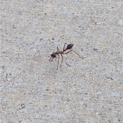 Myrmecia nigriceps (Black-headed bull ant) at Lawson, ACT - 2 Dec 2024 by mroseby