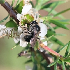 Unverified Bee (Hymenoptera, Apiformes) at Yackandandah, VIC - 2 Dec 2024 by KylieWaldon