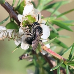 Unidentified Bee (Hymenoptera, Apiformes) at Yackandandah, VIC - 1 Dec 2024 by KylieWaldon