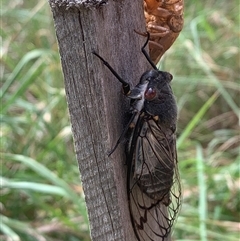 Psaltoda moerens (Redeye cicada) at Macgregor, ACT - 24 Nov 2024 by Chorus