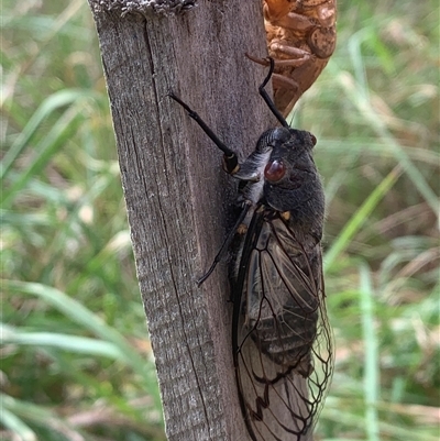 Psaltoda moerens (Redeye cicada) at Macgregor, ACT - 24 Nov 2024 by Chorus