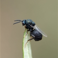 Perilampus sp. (genus) (A Perilampid wasp) at Bungonia, NSW - 17 Nov 2024 by Miranda