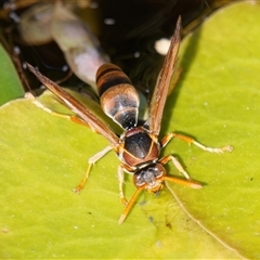 Polistes (Polistella) humilis (Common Paper Wasp) at Chisholm, ACT - 2 Dec 2024 by RomanSoroka