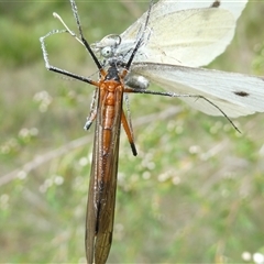 Harpobittacus sp. (genus) (Hangingfly) at Belconnen, ACT - 1 Dec 2024 by JohnGiacon