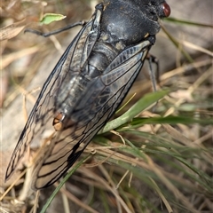 Psaltoda moerens (Redeye cicada) at Bungonia, NSW - 17 Nov 2024 by Miranda