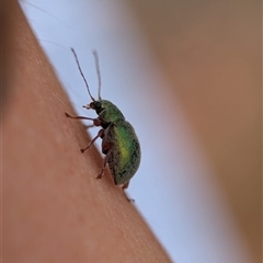 Unidentified Beetle (Coleoptera) at Bungonia, NSW - 17 Nov 2024 by Miranda