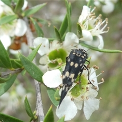 Mordella dumbrelli (Dumbrell's Pintail Beetle) at Belconnen, ACT - 1 Dec 2024 by JohnGiacon